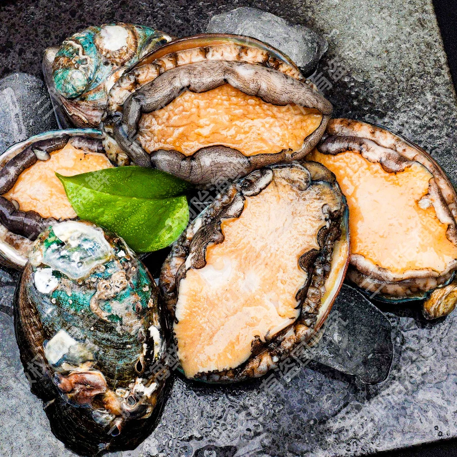 【顺丰发货】②美味海鲜5-7头特大带壳鲍鱼 7-8cm左右 5只/包*3包