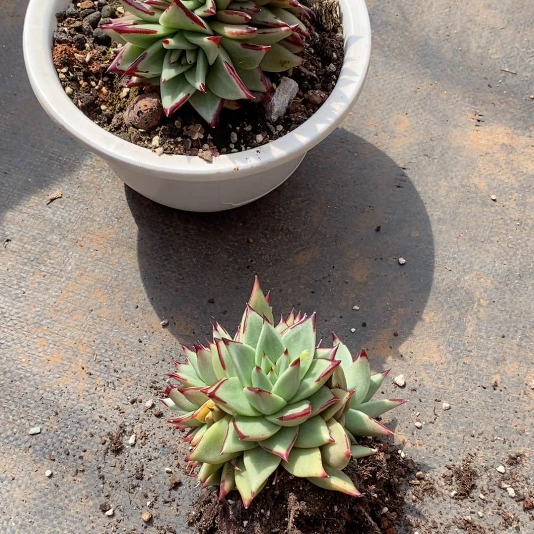 舍*福利特价美乌缀化