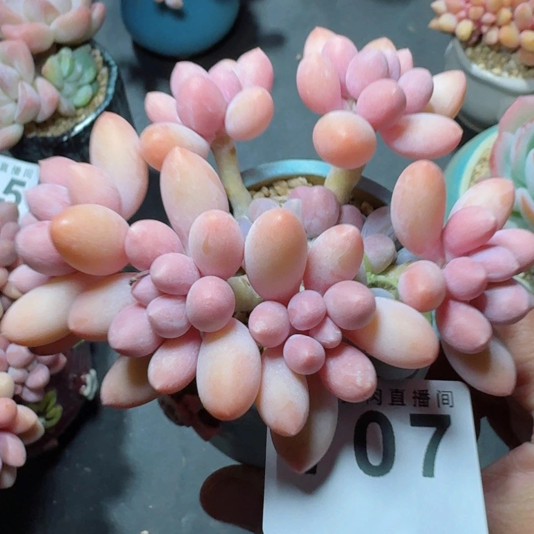 汤圆群生      愿你一路坦途，乘风破浪展宏图