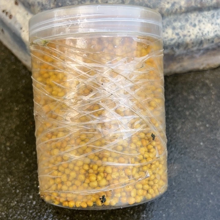无花朵盆景通用型