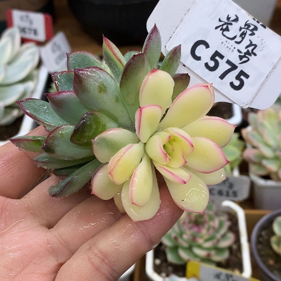 575已修根哈哈哈哈哈