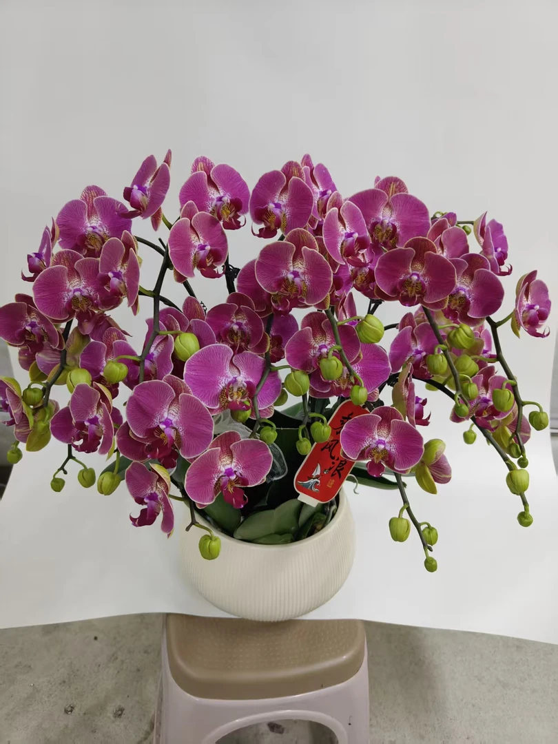 蝴蝶兰【红瓦】鲜花盆栽室内观赏花花佛山基地直发好养易活
