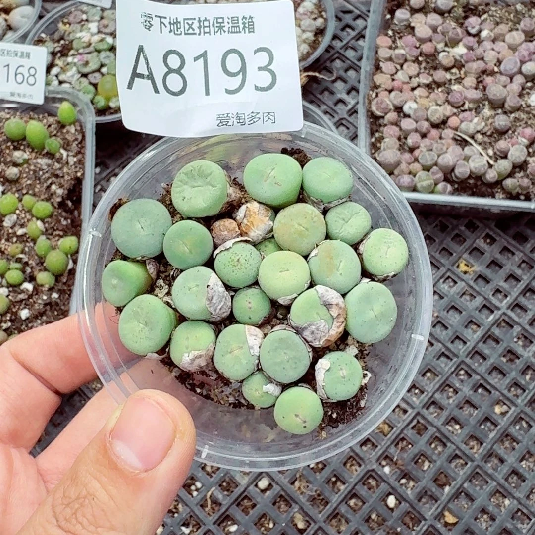 8193–—零下地区需拍保温箱