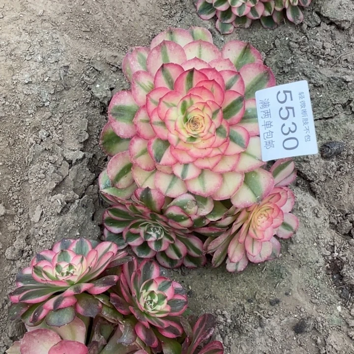 5530荔枝的人多肉的