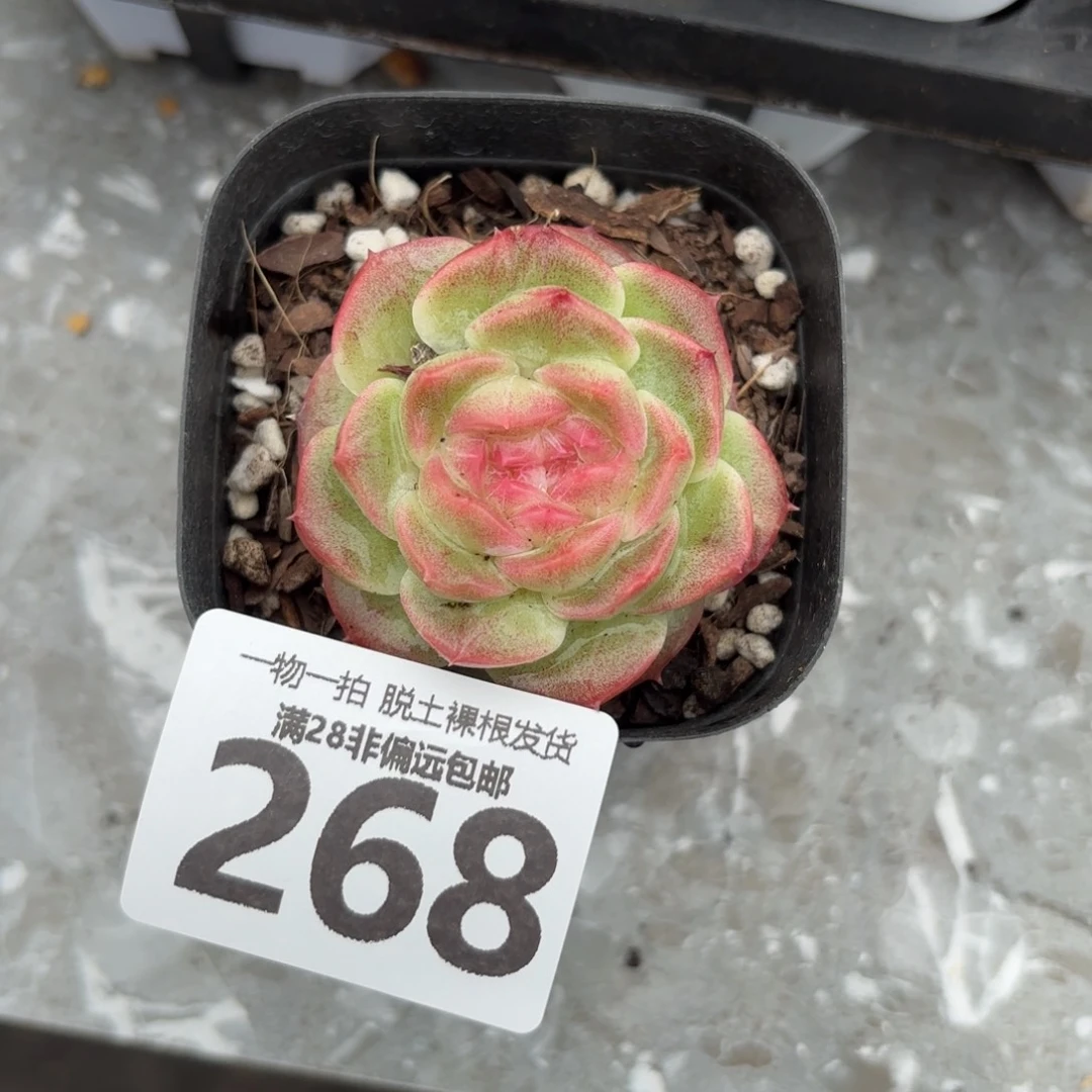 蜜桃柚单头无盆土发货