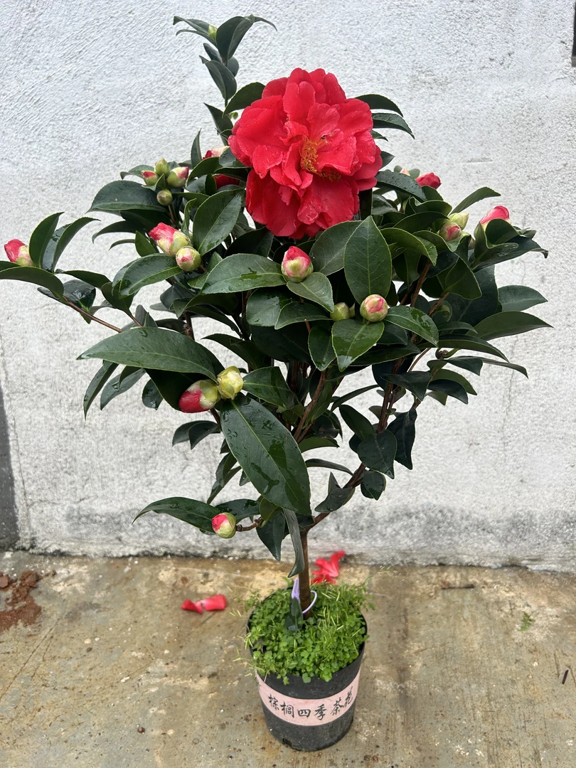 原生四季开花山茶夏日七星盆栽好养易活适合室内外种植