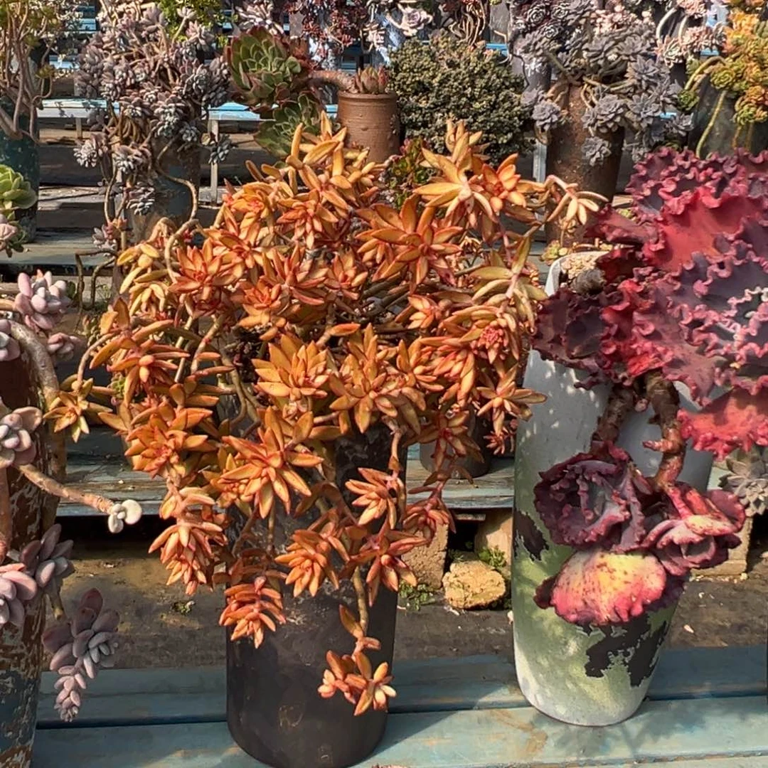 精品加州落日妖桩裸根