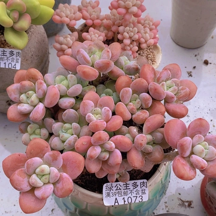 樱花洛神15cm1079多肉酱