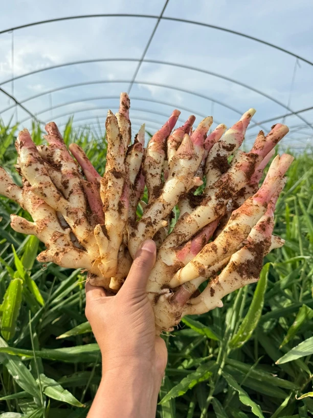 【生鲜冷链】四川新鲜仔姜现挖现发红芽仔姜糖醋泡嫩姜