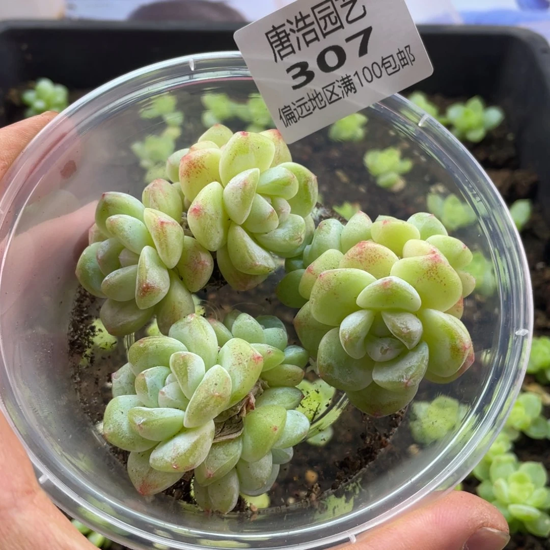 冰玉一物一拍307….