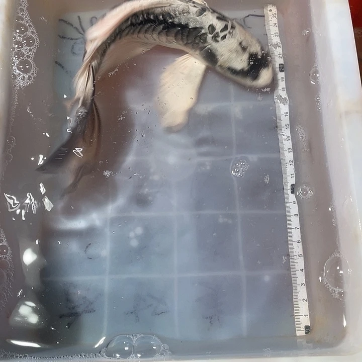 蝴蝶鲤鱼渔场直发43