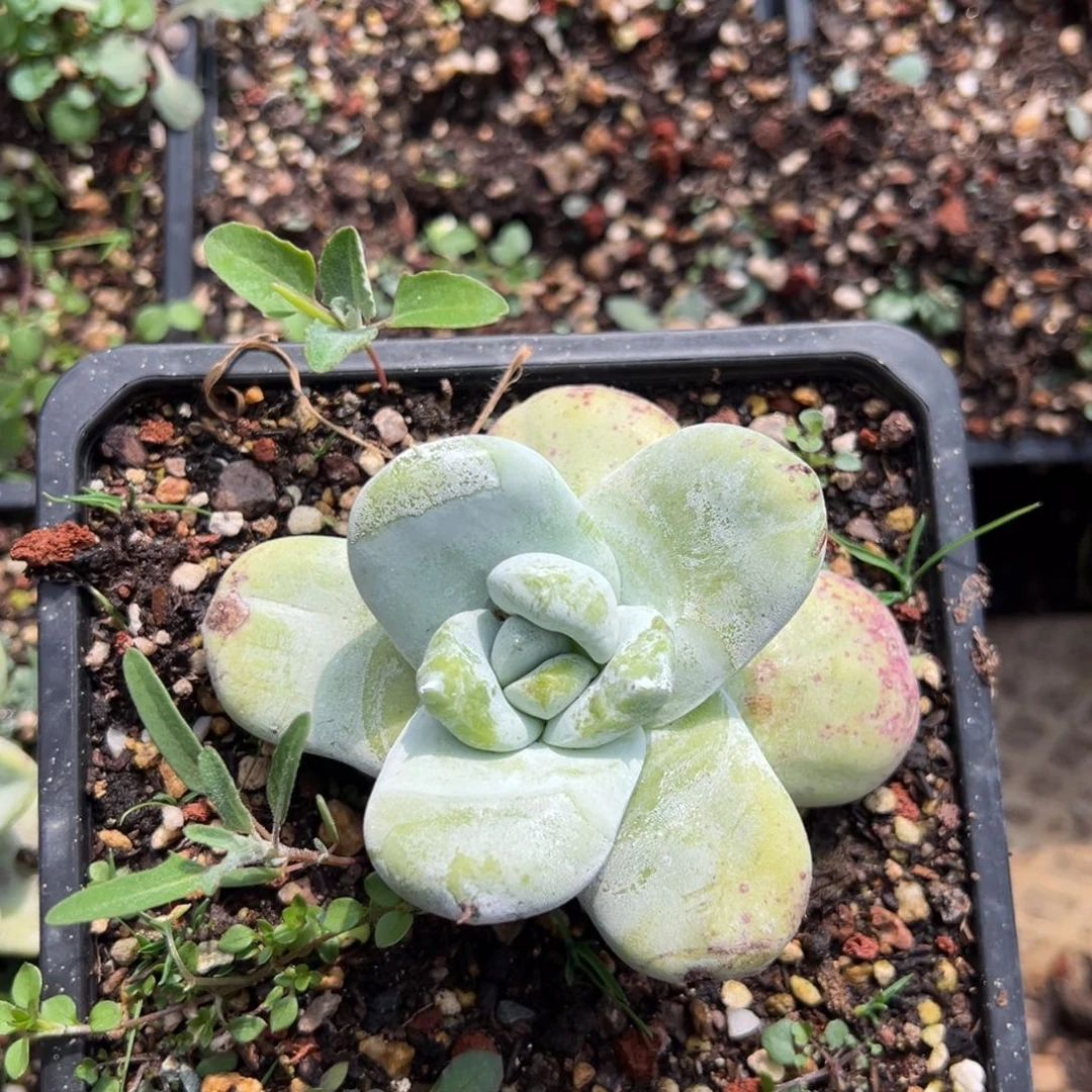 2240拇指哈哈哈哈哈哈