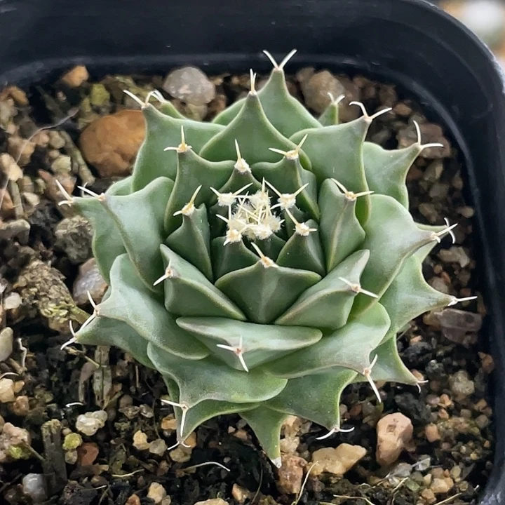 帝冠实生仙人球