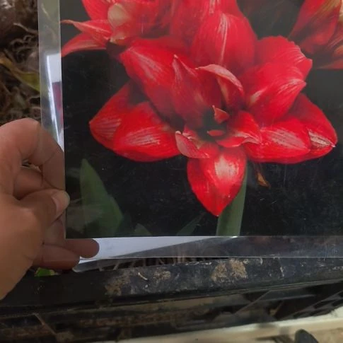 当前无花朵，栽培后可花朵精卫4厘米裸根球