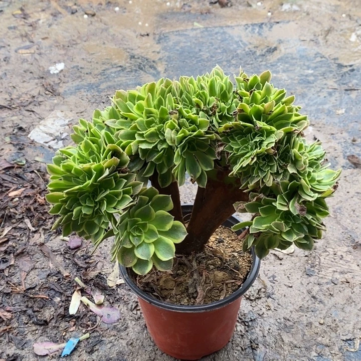 青檬锦缀多肉植物075