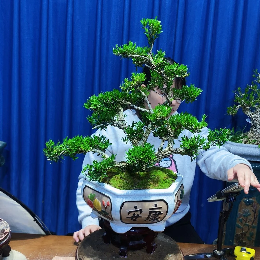 黄杨盆景一物一拍惠****哥