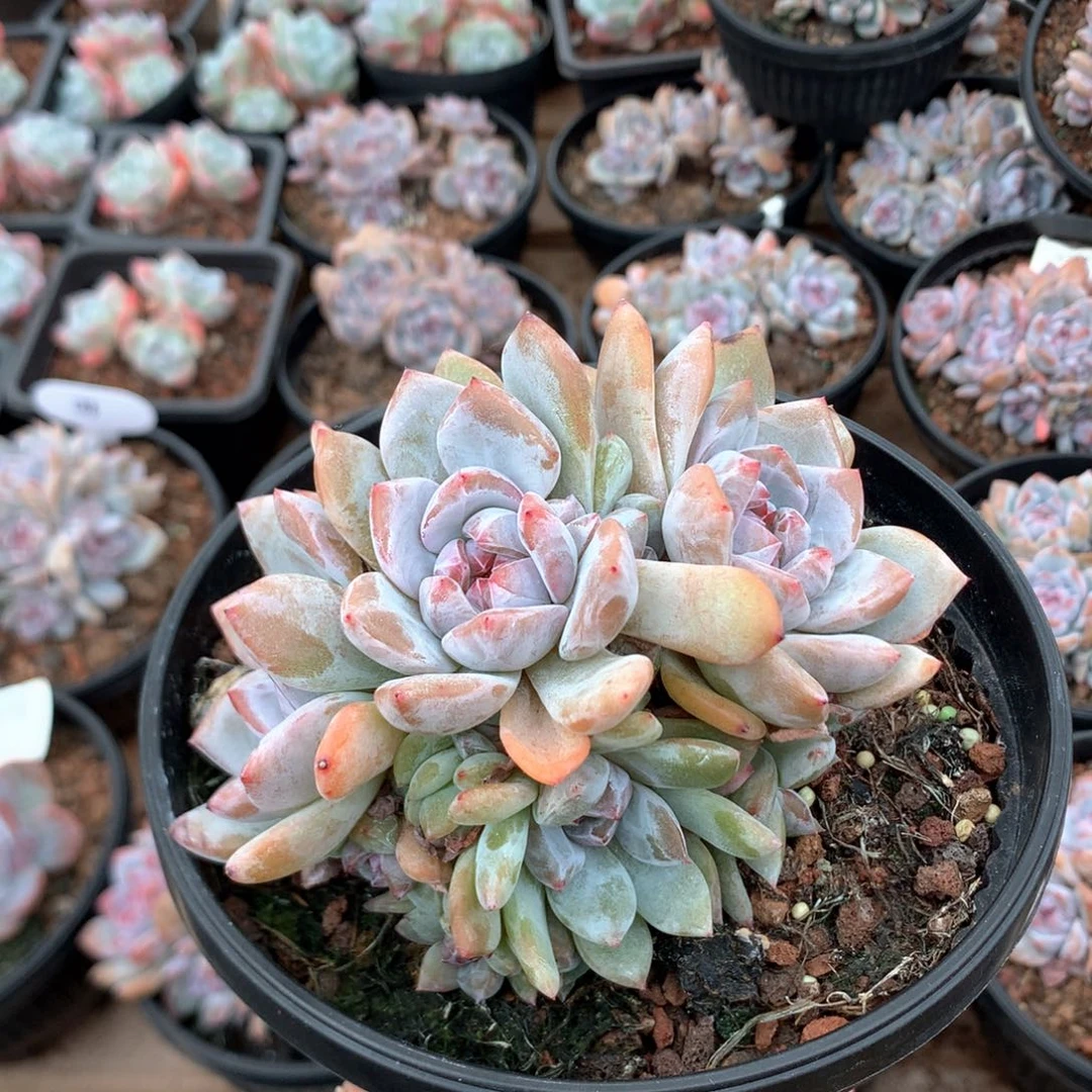 11.8厘米九头石榴籽胸花朵朵 绿底 3817