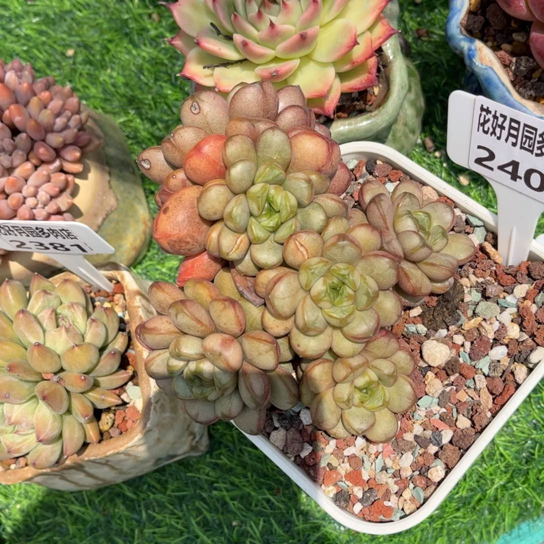 C***没多肉植物2407…………..