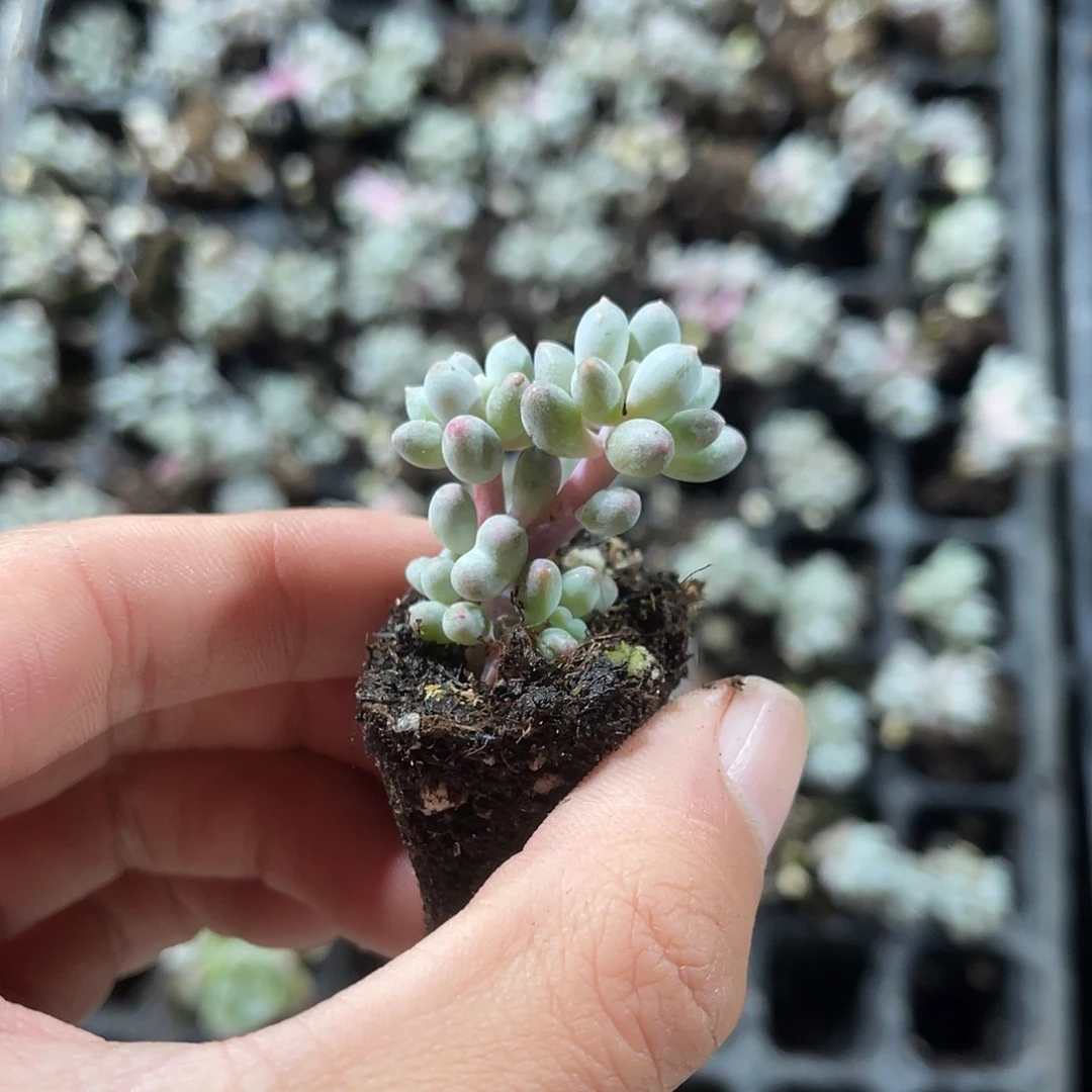 精品婴儿手指多肉