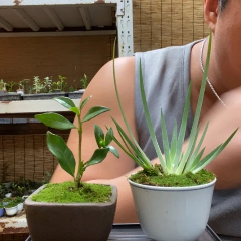 红陶一物一拍所见即所得194