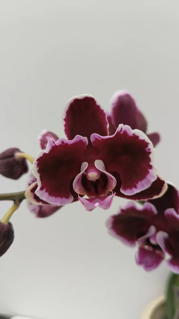 欢然花田蝴蝶兰（拉丁舞裙）双剑