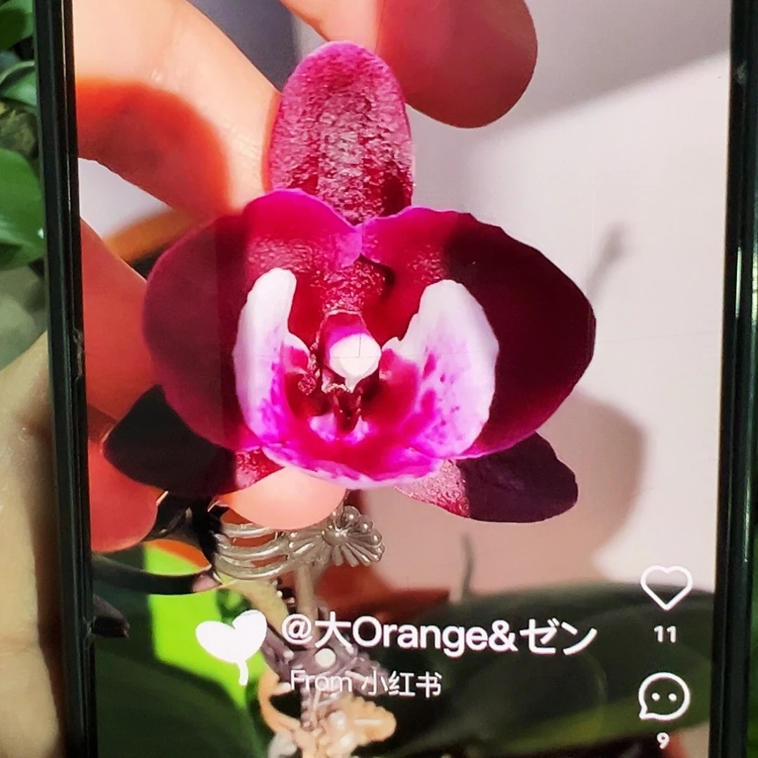 当前无花栽培后可以开花妖精浮力请凑单一颗不发货