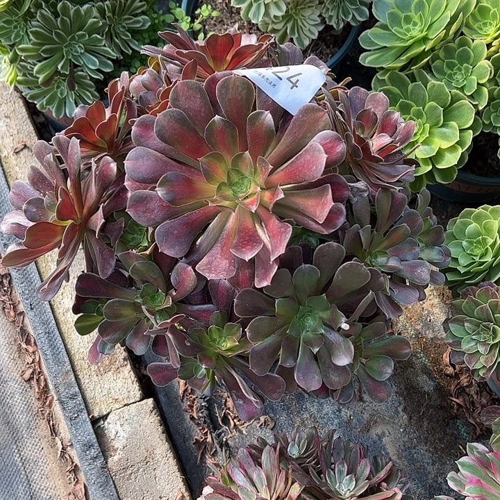 0424花纳多肉植物