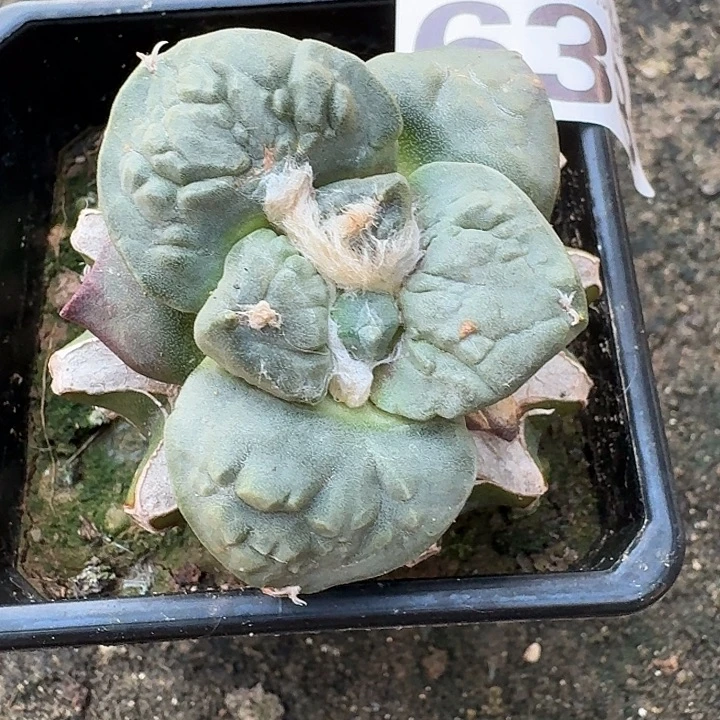 无花朵638白肌大尤牛舌牡丹东三