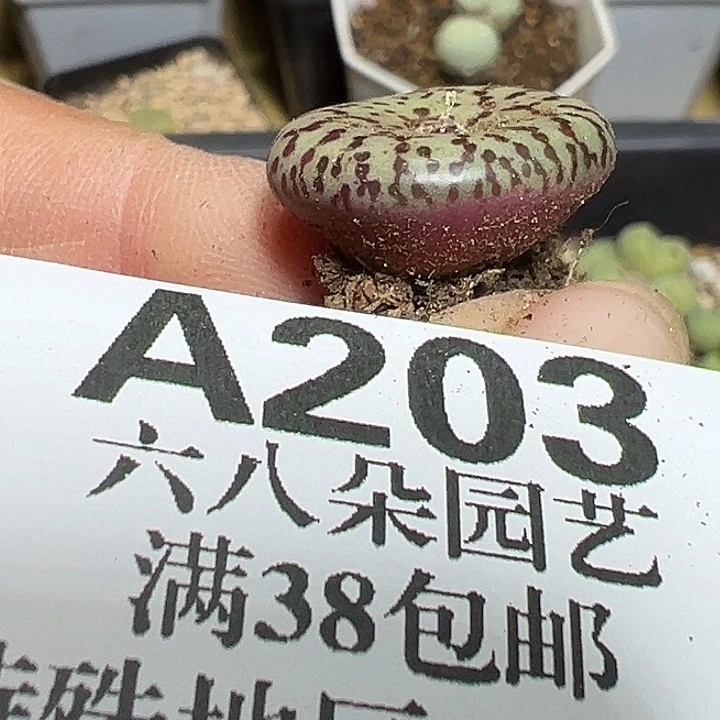 203号ckf安贞杂zyyyxyzyyyxy