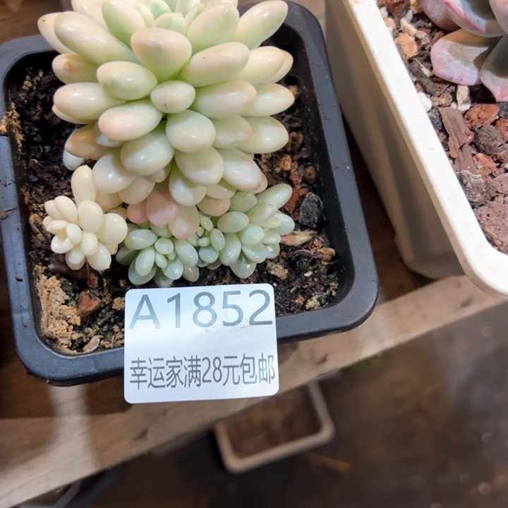 山****糠幸运的是我的时候