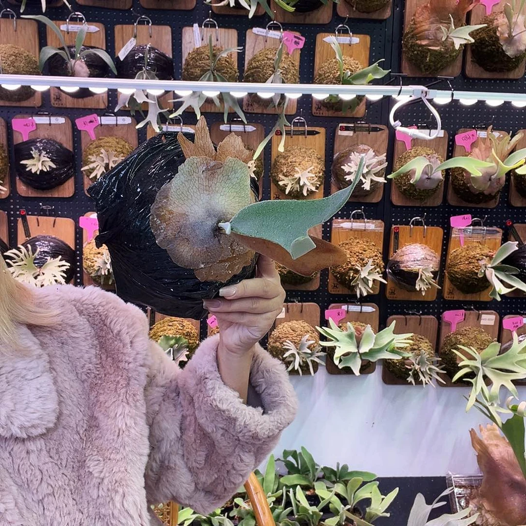皮陈 鹿角蕨 包上板