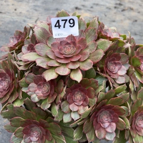 479红丝绒30厘米左右