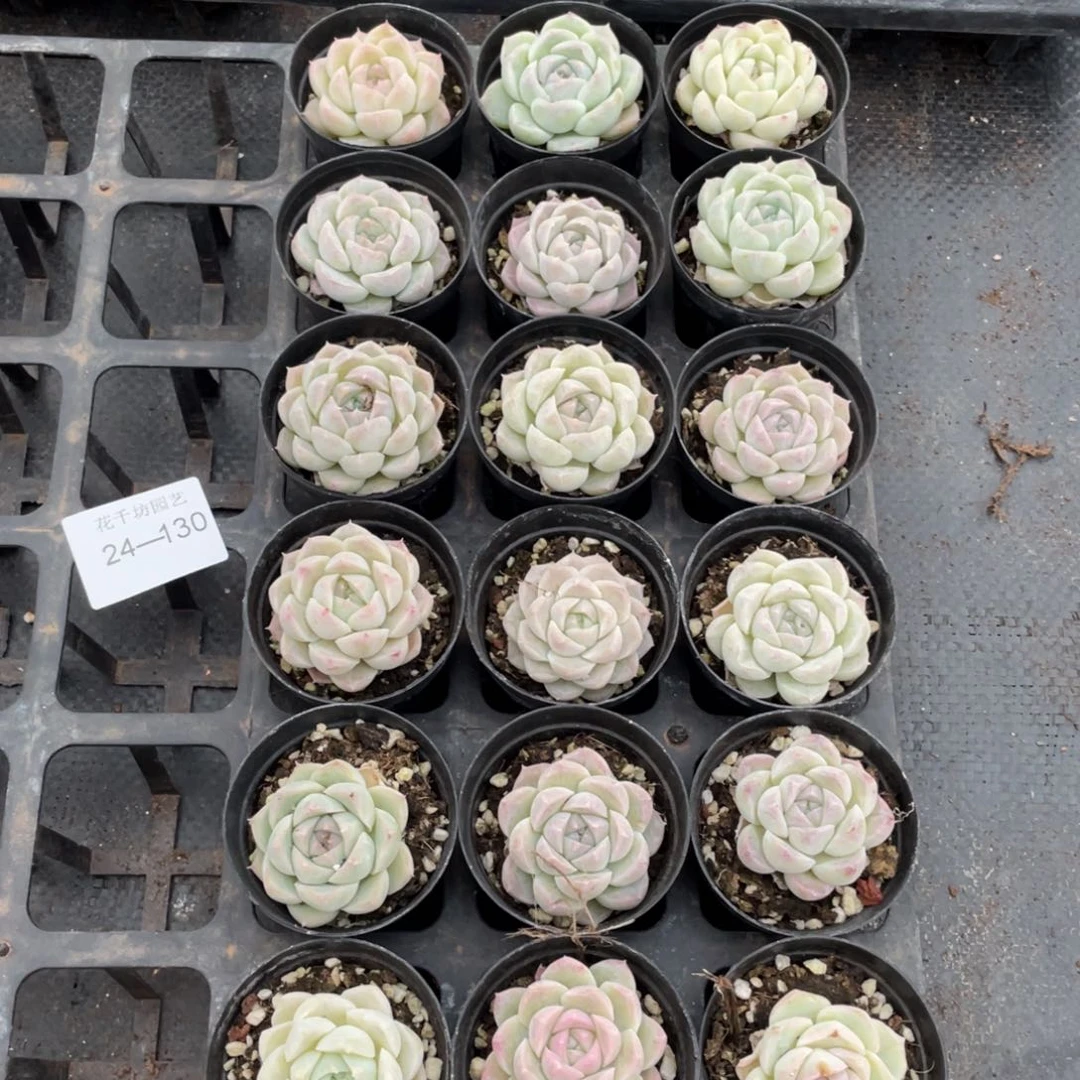 一物一拍18棵24-130