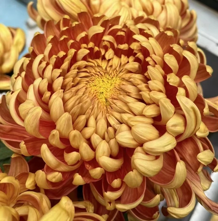【橙国华】大花富贵菊 九月大菊盆栽开花好看