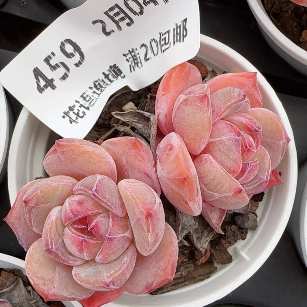 花语逸镜0204-459