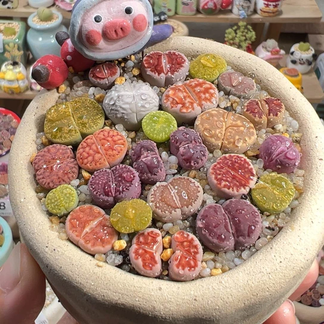 多肉植物233号彩色