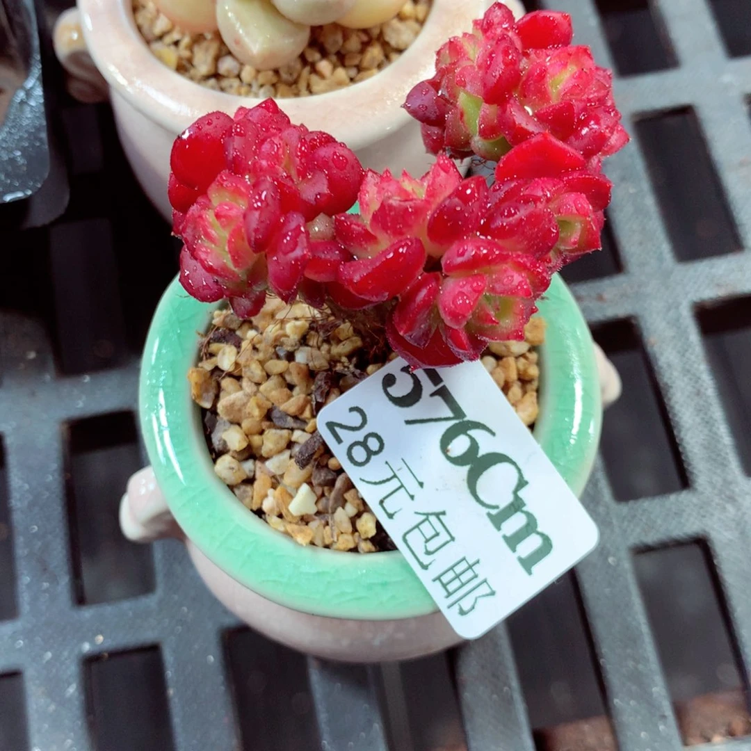 5厘米盆精控多肉576