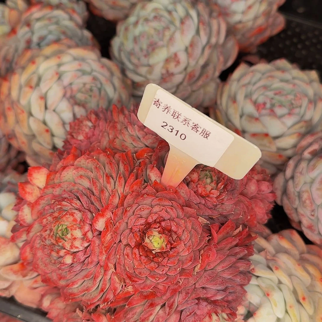 2310不哈怕他爸爸