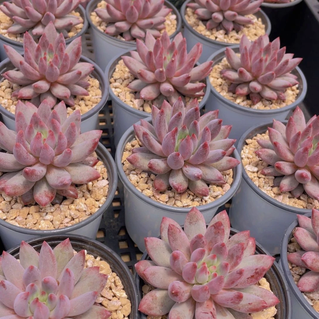 量拍28号 红虞美人单头一个带盆土