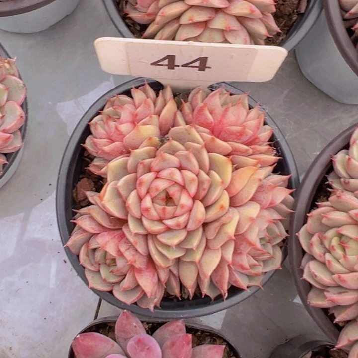 健健康康平平安安