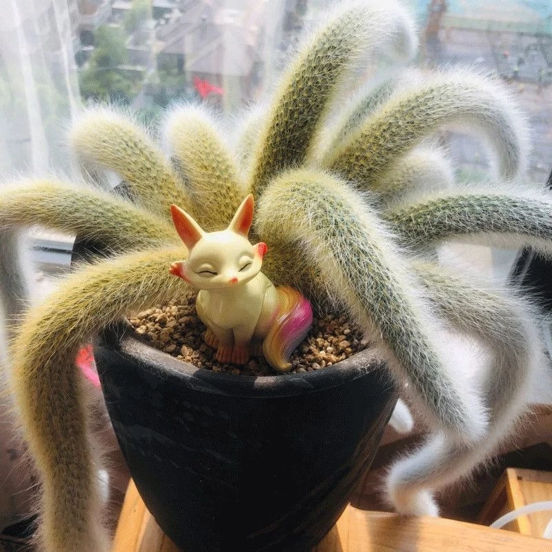 长白毛九尾狐多肉植物10根