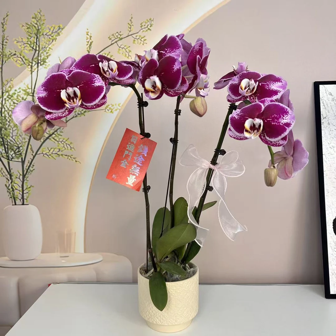 蝴蝶兰【紫运】精美组盆系列易养活多样性发货