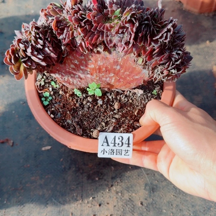 434号黑骑士缀化法师植物