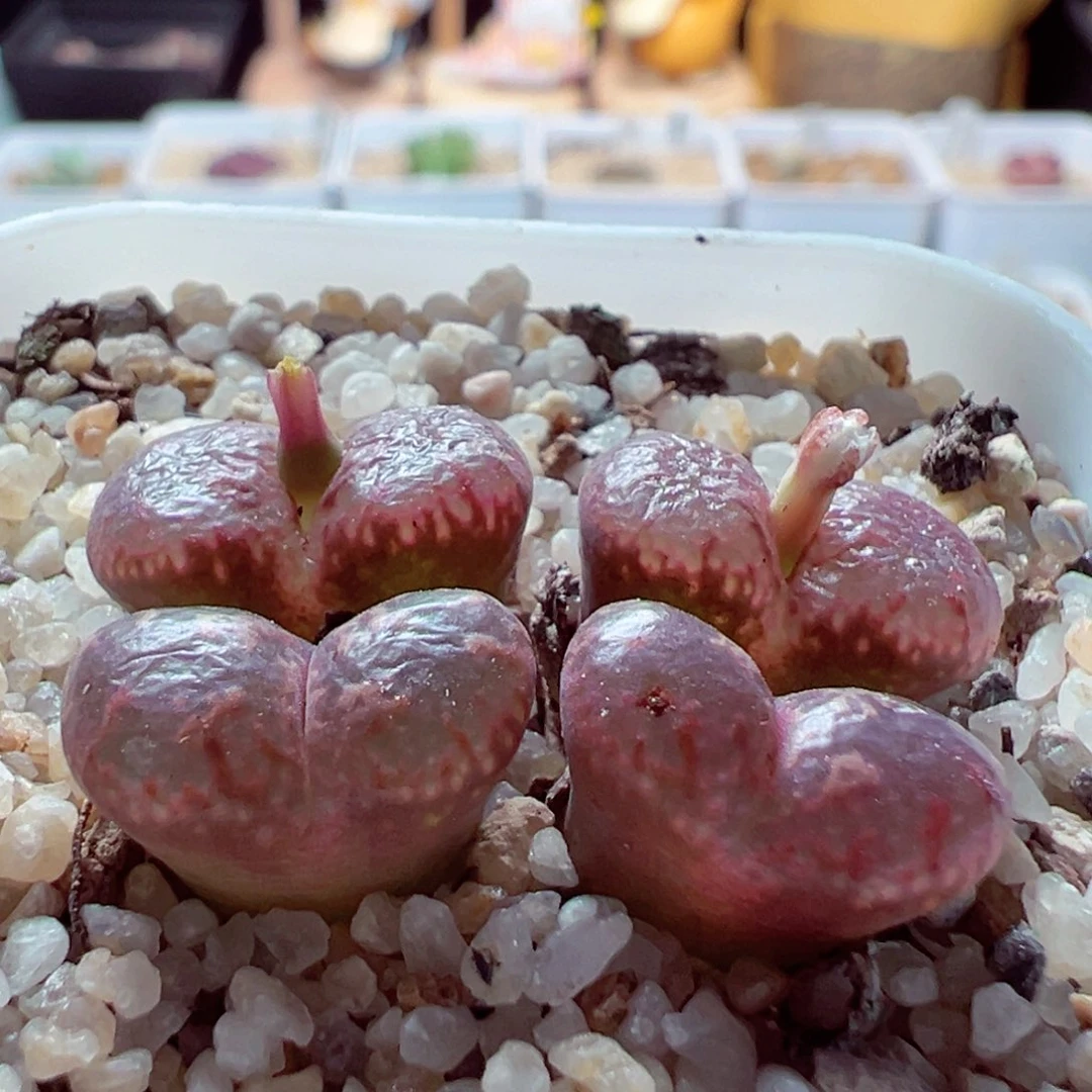 810-149多肉多肉红勋章