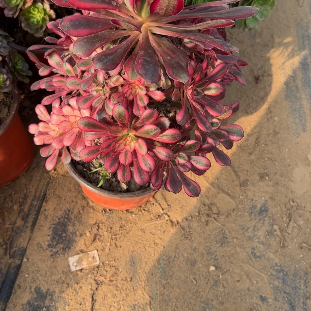 753香内儿多肉植物法师