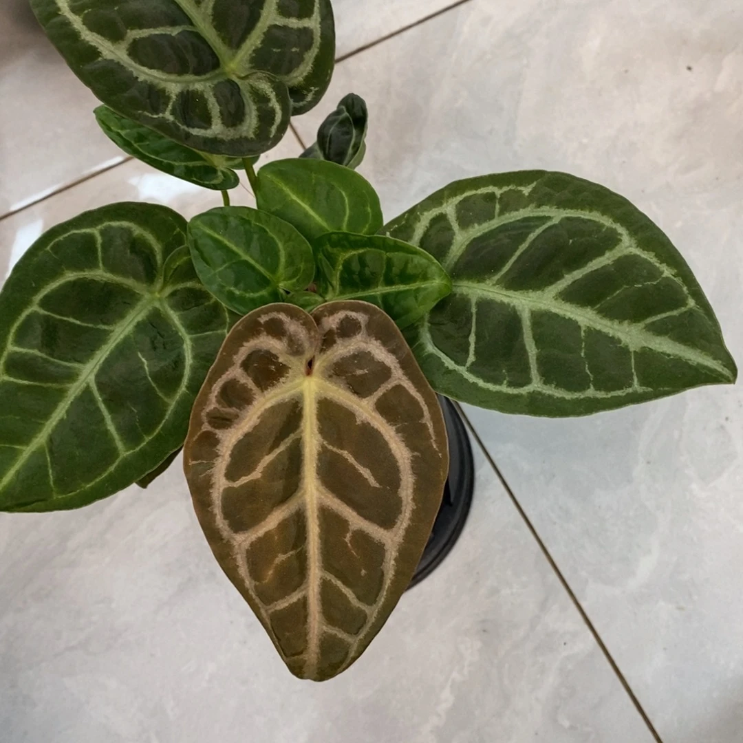 不开花植物skg杂红水晶