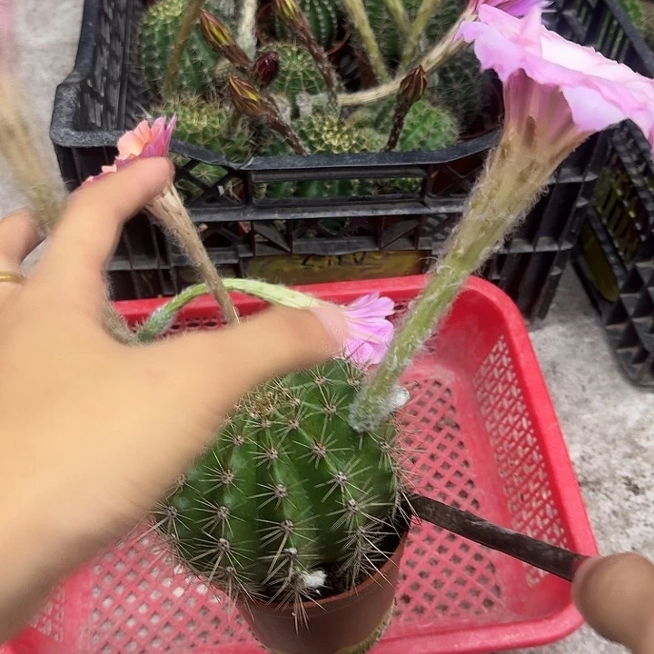 别****无花朵彩草哈哈哈哈哈哈