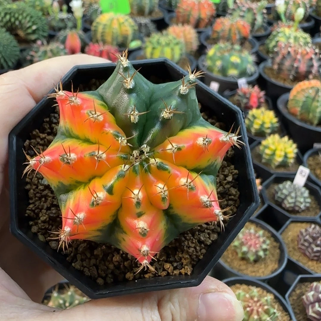 米哈锦喜欢直接拍