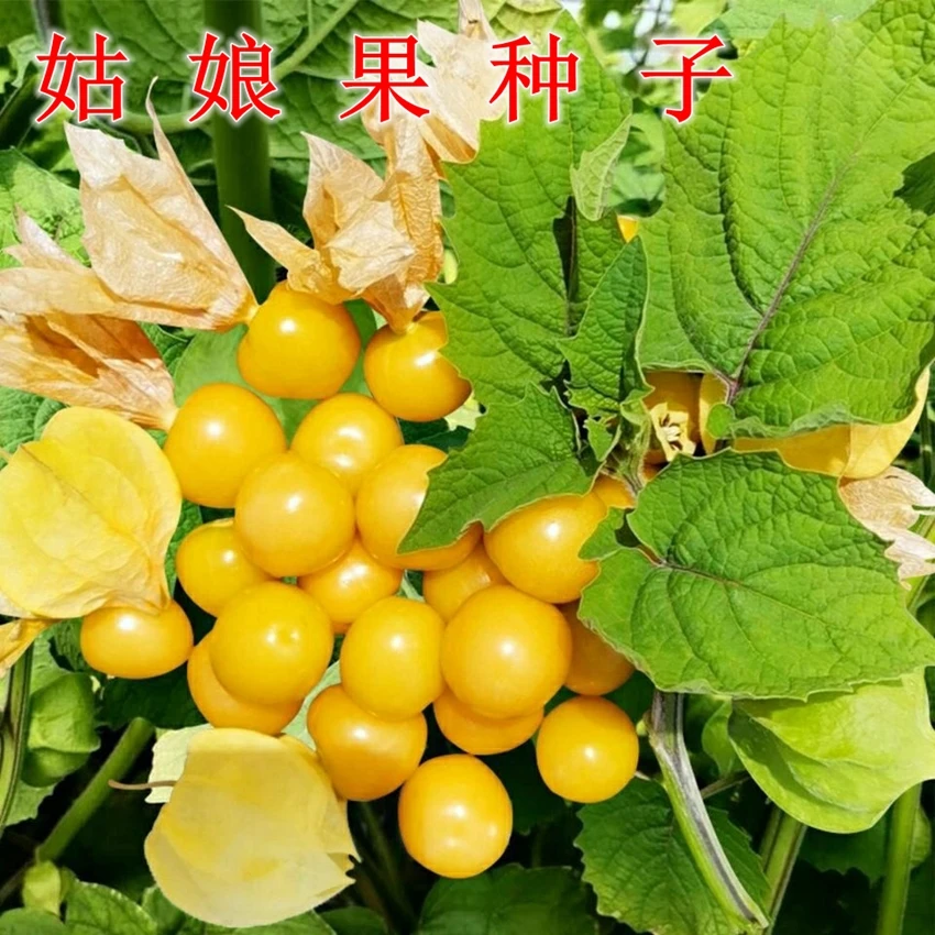 大黄姑娘果秧苗粒粒甜小姑娘红姑娘种子水果春四季盆栽菇娘果