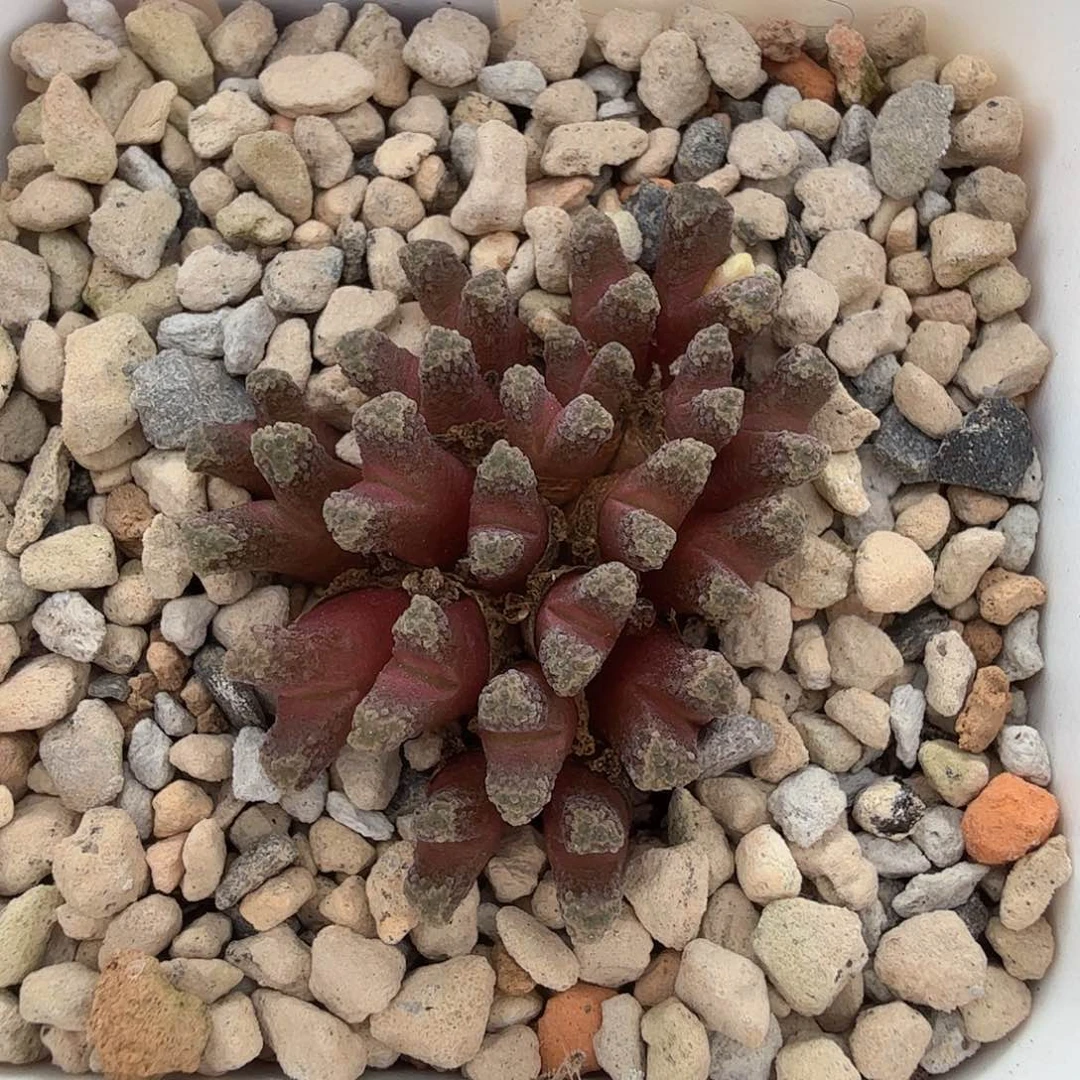 COP 火柴头 8-11-L29